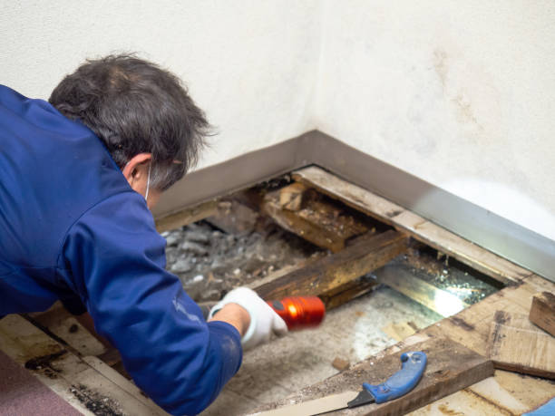 Best Professional Mold Removal  in Chesilhurst, NJ