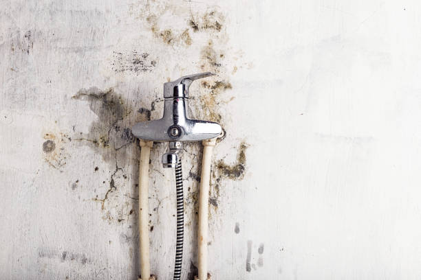 Best Office Mold Removal Services  in Chesilhurst, NJ