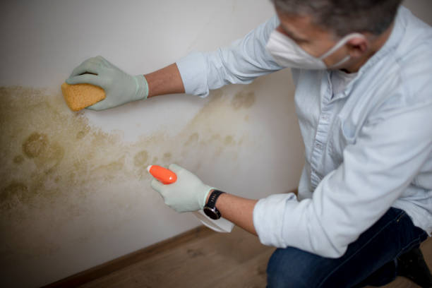 Best Professional Mold Removal  in Chesilhurst, NJ