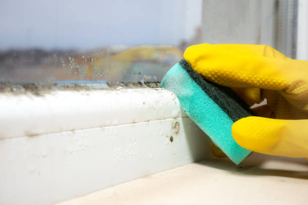 Best Emergency Mold Removal  in Chesilhurst, NJ