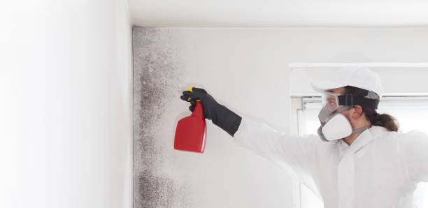Best Black Mold Removal  in Chesilhurst, NJ