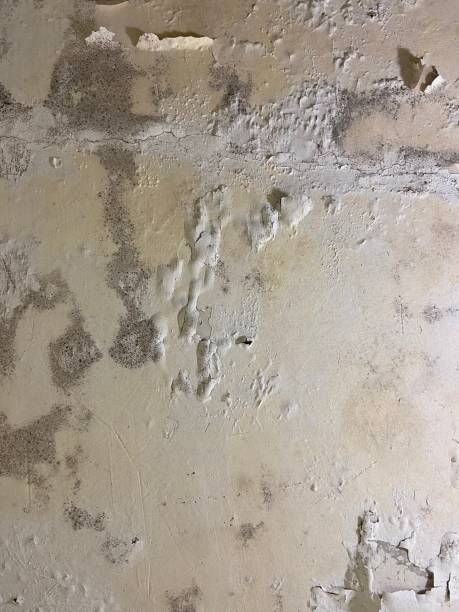 Best Toxic Mold Removal  in Chesilhurst, NJ