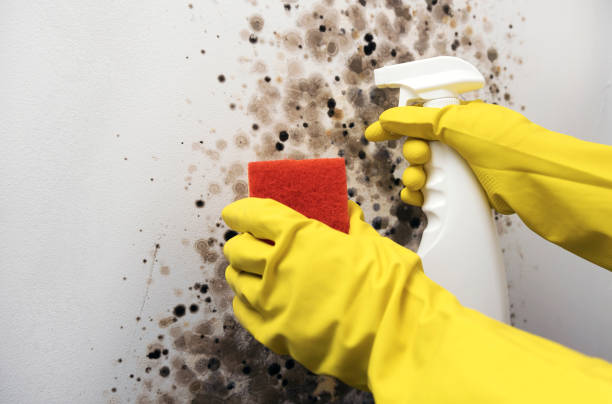 Best Attic Mold Removal  in Chesilhurst, NJ