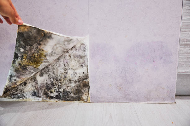 Best Best Mold Removal Companies  in Chesilhurst, NJ